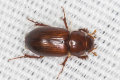 Dellacasiellus pseudofucosus