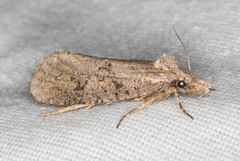 Acrolophus variabilis