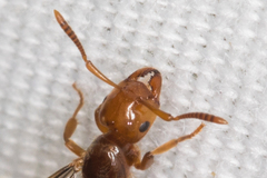 Acanthomyops