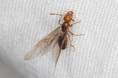 Acanthomyops
