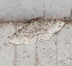 Melanolophiini