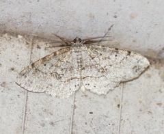 Melanolophiini