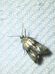 Eupoecilia