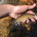 Greenback Cutthroat Trout - Photo (c) gcmorath, some rights reserved (CC BY-NC)
