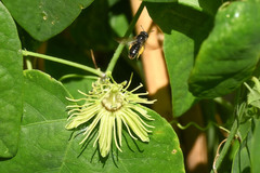 Protandrena passiflorae