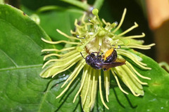 Protandrena passiflorae