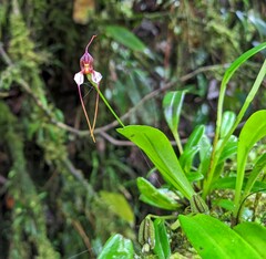 Masdevallia hortensis