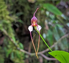 Masdevallia hortensis