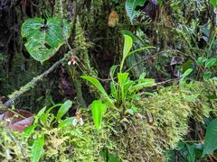 Masdevallia hortensis