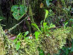 Masdevallia hortensis