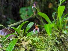 Masdevallia hortensis