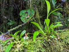 Masdevallia hortensis