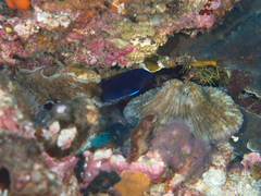 Centropyge fisheri