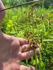 Scirpus polyphyllus