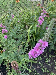 Lythrum salicaria