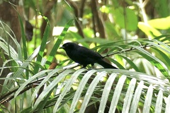 Lampropsar tanagrinus