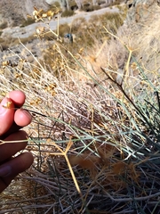 Asteriscium