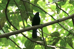 Lampropsar tanagrinus