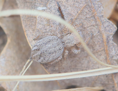 Habronattus altanus