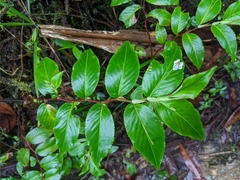 Impatiens walleriana