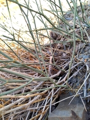 Asteriscium