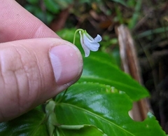 Impatiens walleriana