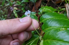 Impatiens walleriana