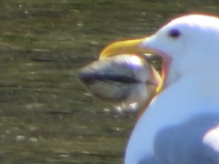 Clinocardium nuttallii