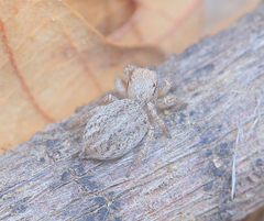 Habronattus altanus
