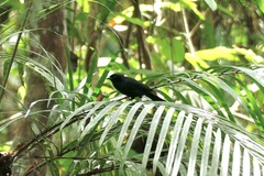 Lampropsar tanagrinus