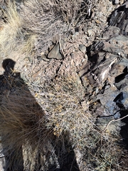 Asteriscium