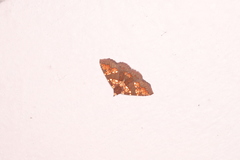 Saroba pustulifera