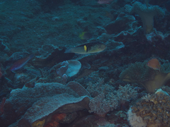 Pseudocoris bleekeri