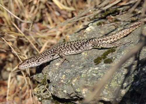 Podarcis lusitanicus