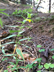 Melampyrum sylvaticum