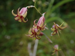 Anticlea occidentalis