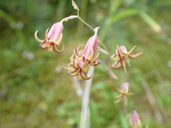 Anticlea occidentalis