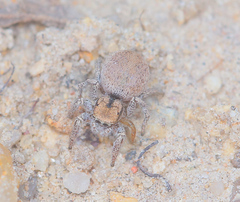 Habronattus arcalorus