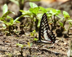 Graphium