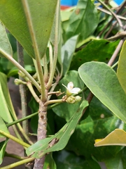 Camptostemon philippinense