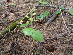 Neottia banksiana