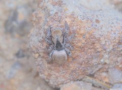 Habronattus arcalorus