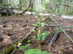 Neottia banksiana