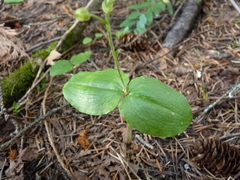Neottia banksiana