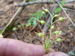 Neottia banksiana
