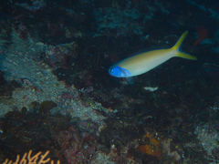 Hoplolatilus starcki