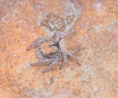 Habronattus arcalorus