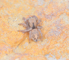 Habronattus arcalorus