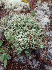 Cladonia turgida