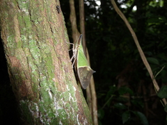 Odontoptera spectabilis